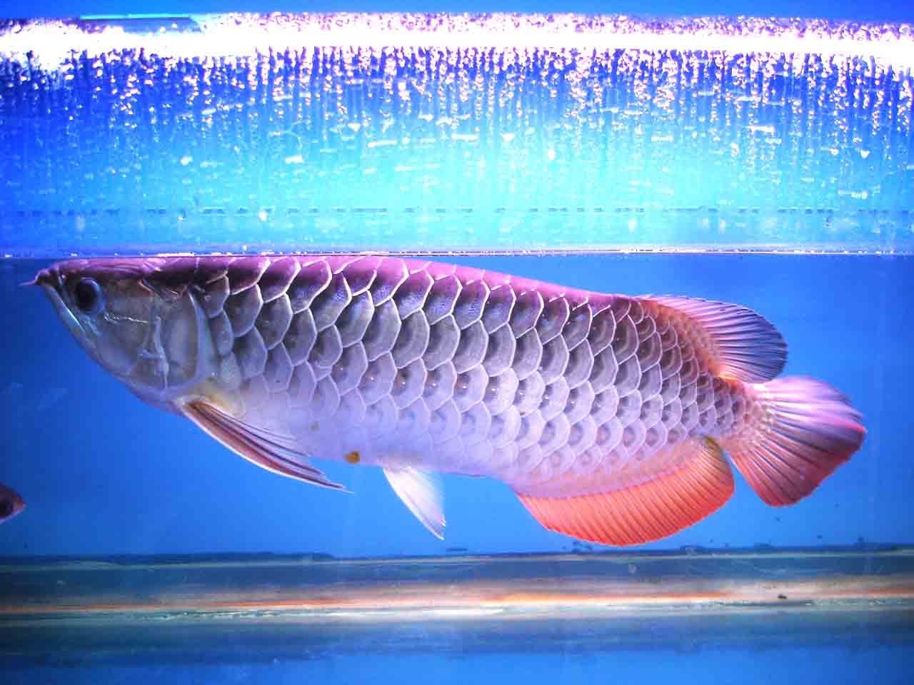龍魚是淡水還是海水魚：龍魚是淡水魚而非海水魚，而非海水魚，龍魚在風水中的寓意