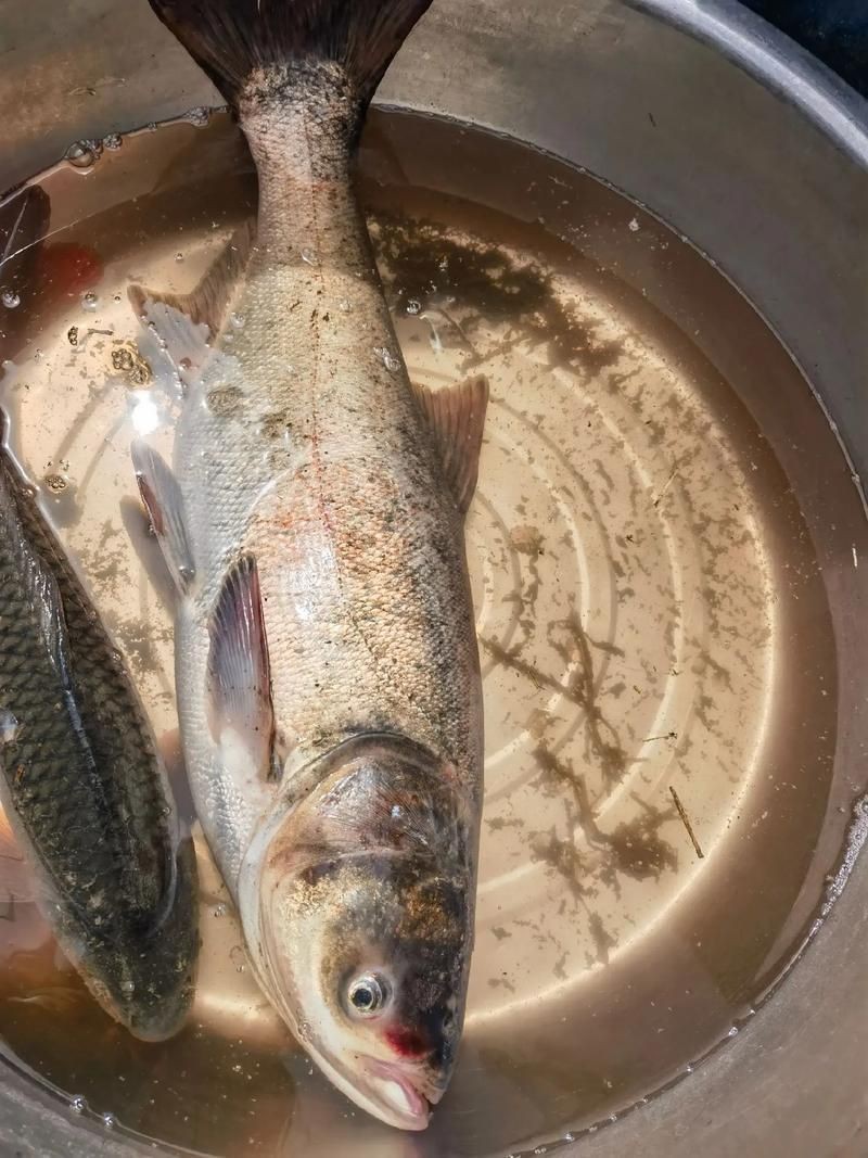 花白鰱水溫多少度不進(jìn)食