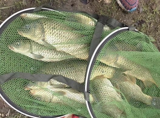 花白鰱水溫多少度不進(jìn)食