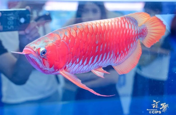龍魚錦標賽還有哪些獎項？ 龍魚錦標賽還有哪些獎項？ 2025長城杯龍魚大賽 第2張