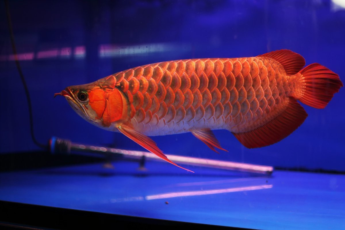 龍魚風水講究