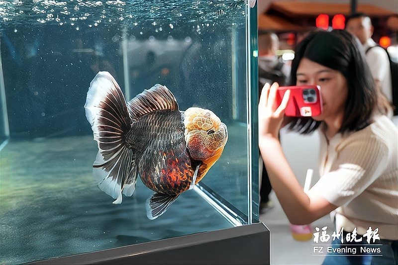 2025金魚比賽有哪些獲獎品種？ 2025金魚比賽有哪些獲獎品種？ 2025長城杯龍魚大賽 第7張