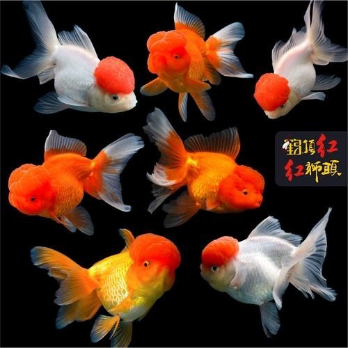 2025金魚比賽有哪些獲獎品種？ 2025金魚比賽有哪些獲獎品種？ 2025長城杯龍魚大賽 第5張