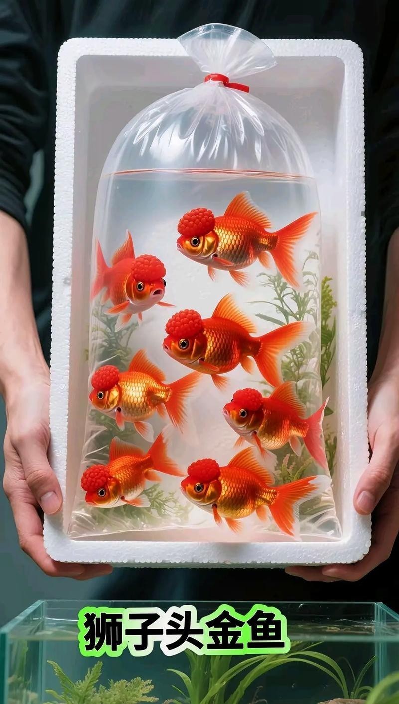 2025金魚比賽有哪些獲獎品種？ 2025金魚比賽有哪些獲獎品種？ 2025長城杯龍魚大賽 第4張