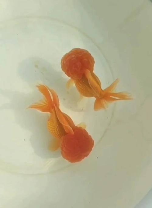 2025金魚比賽有哪些獲獎品種？ 2025金魚比賽有哪些獲獎品種？ 2025長城杯龍魚大賽 第2張