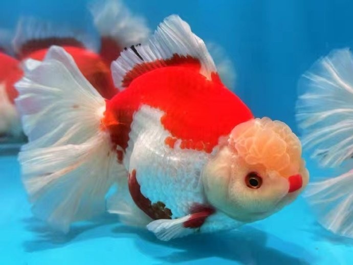 2025金魚比賽有哪些獲獎品種？ 2025金魚比賽有哪些獲獎品種？ 2025長城杯龍魚大賽 第11張