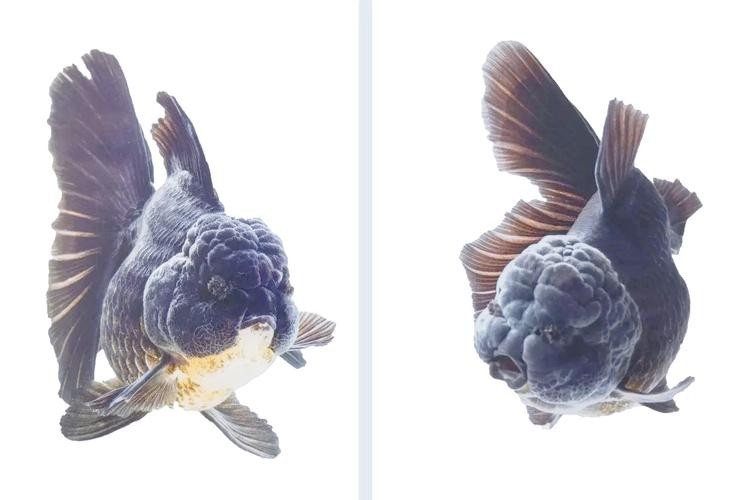 2025金魚比賽有哪些獲獎品種？ 2025金魚比賽有哪些獲獎品種？ 2025長城杯龍魚大賽 第6張