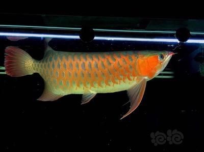 龍魚急救措施（龍魚出現即將死亡的跡象時，可以采取以下急救措施來挽救它的生命）