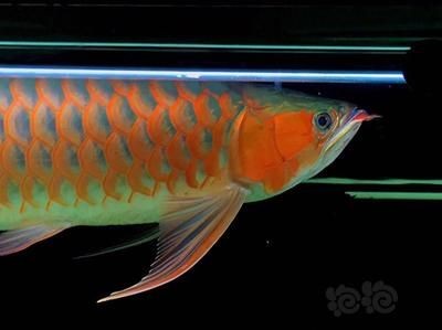 龍魚急救措施（龍魚出現即將死亡的跡象時，可以采取以下急救措施來挽救它的生命）