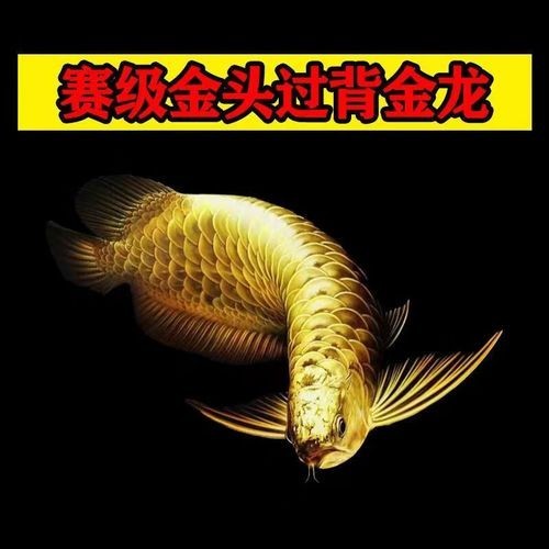 20萬冠軍龍魚