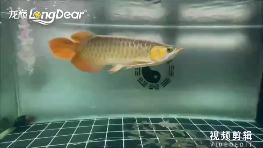 北京京寵展2025 北京京寵展2025 2025長城杯龍魚大賽 第1張