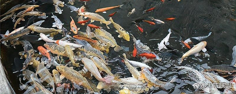 龍魚爛鰭隔離多久會好？