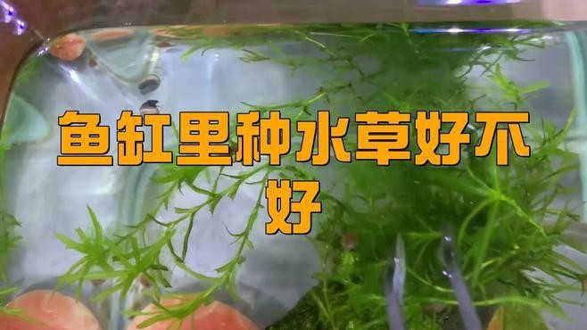 普通魚缸可以養水草嗎