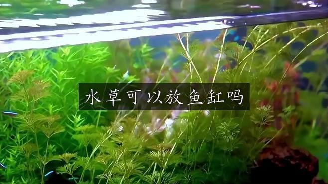 普通魚缸可以養水草嗎