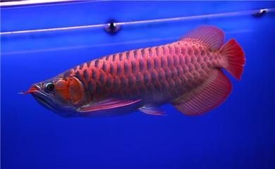 迷你龍魚品種（迷你龍魚品種價格迷你龍魚品種及養殖方法）