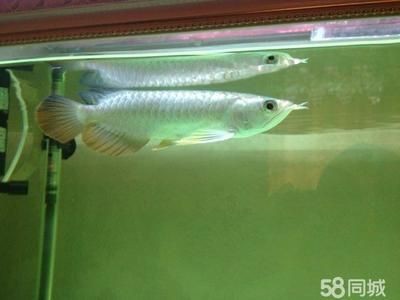 過背金龍魚能活幾年啊怎么養活,**過背金龍魚的壽命受多種因素影響 龍魚百科 第4張 過背金龍魚能活幾年啊怎么養活,**過背金龍魚的壽命受多種因素影響 過背金龍魚能活幾年啊怎么養活,**過背金龍魚的壽命受多種因素影響 龍魚百科 第4張