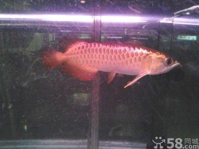 過背金龍魚能活幾年啊怎么養活,**過背金龍魚的壽命受多種因素影響 龍魚百科 第3張 過背金龍魚能活幾年啊怎么養活,**過背金龍魚的壽命受多種因素影響 過背金龍魚能活幾年啊怎么養活,**過背金龍魚的壽命受多種因素影響 龍魚百科 第3張