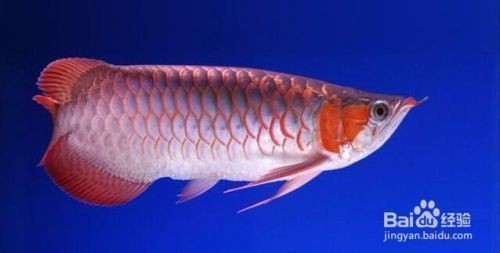 魚缸養幾條合適，小型魚缸養什么魚合適