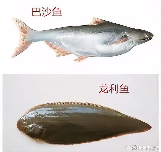 如何區分真假巴婁龍魚？ 如何區分真假巴婁龍魚？ 2025長城杯龍魚大賽 第1張