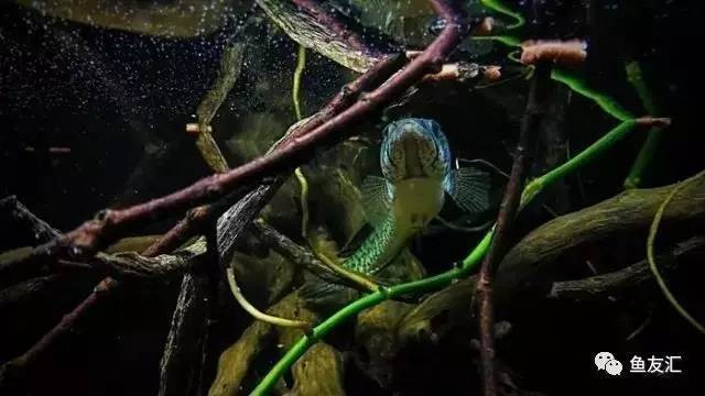秋穎魚缸（秋穎魚缸品牌替代選擇） 秋穎魚缸（秋穎魚缸品牌替代選擇） 魚缸百科