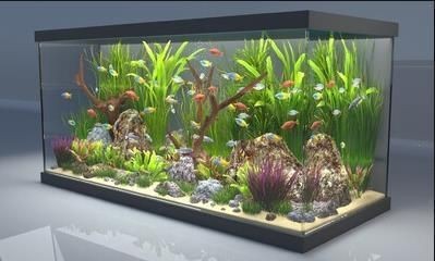 鋼化玻璃做魚缸行嗎（鋼化玻璃做魚缸安全考量自制魚缸的安全考量自制魚缸）