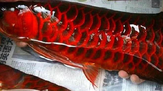 野生血紅龍魚