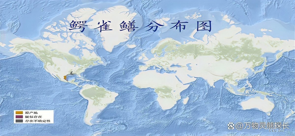 能詳細介紹下鱷雀鱔嗎？