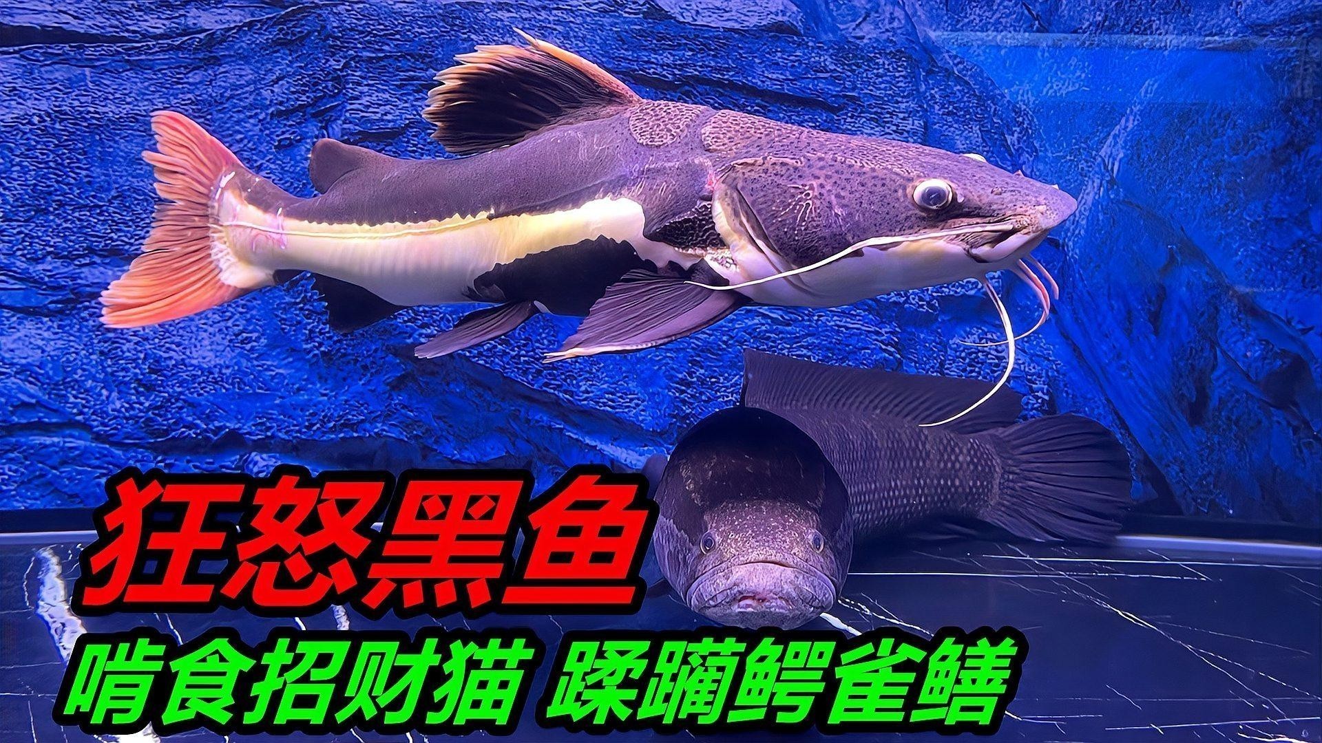能詳細介紹下鱷雀鱔嗎？