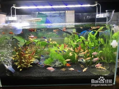 魚缸排名前十名的品牌（森森sunsun魚缸及其魚缸的銷售網絡博宇boyu魚缸的規(guī)格選擇）