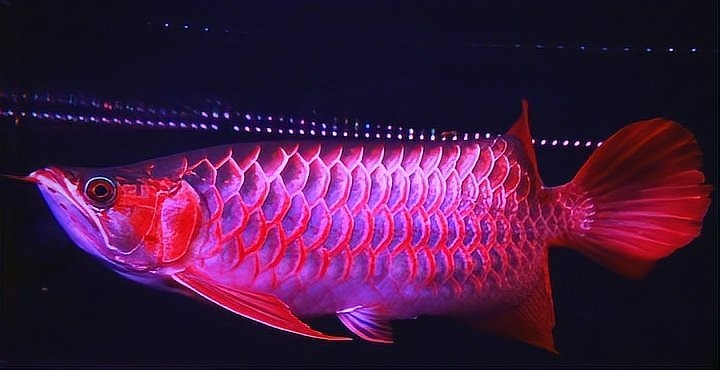 如何選擇適合紅龍的配魚？