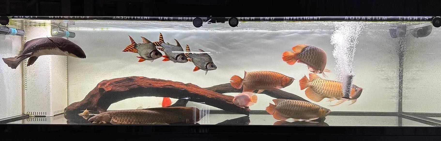 如何選擇適合紅龍的配魚？