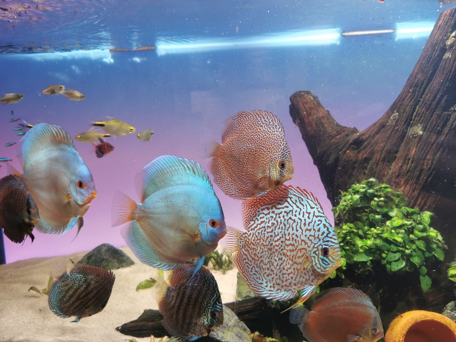 七彩神仙魚留檔