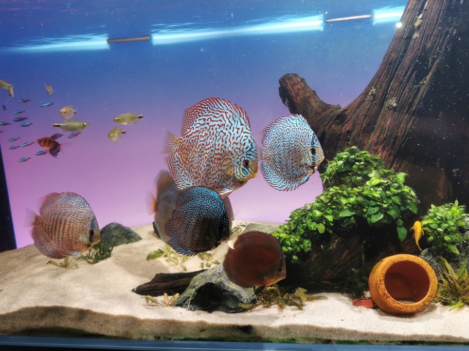 七彩神仙魚留檔