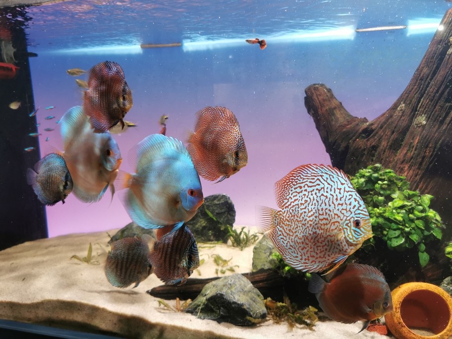 七彩神仙魚留檔