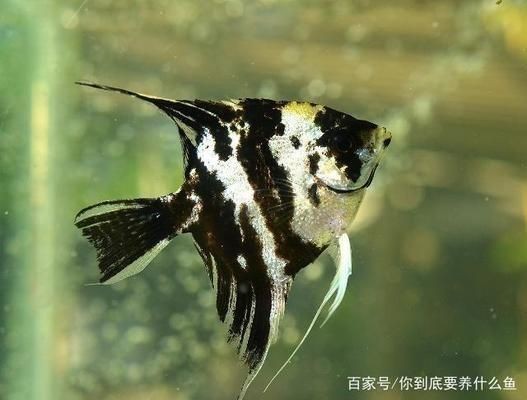 魚缸水質檢測最佳時間:魚缸水質檢測最佳時間通常是在一天中的不同時間段進行 魚缸百科 第1張 魚缸水質檢測最佳時間:魚缸水質檢測最佳時間通常是在一天中的不同時間段進行 魚缸水質檢測最佳時間:魚缸水質檢測最佳時間通常是在一天中的不同時間段進行 魚缸百科 第1張