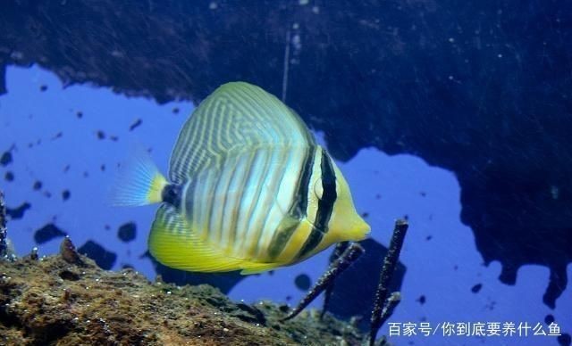 魚缸水質檢測最佳時間:魚缸水質檢測最佳時間通常是在一天中的不同時間段進行 魚缸百科 第2張 魚缸水質檢測最佳時間:魚缸水質檢測最佳時間通常是在一天中的不同時間段進行 魚缸水質檢測最佳時間:魚缸水質檢測最佳時間通常是在一天中的不同時間段進行 魚缸百科 第2張