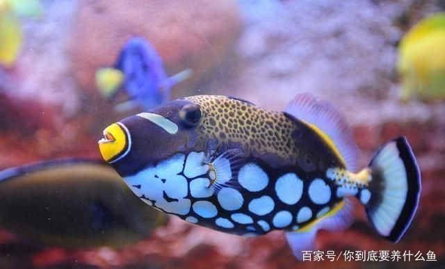魚缸水質檢測最佳時間:魚缸水質檢測最佳時間通常是在一天中的不同時間段進行 魚缸百科 第3張 魚缸水質檢測最佳時間:魚缸水質檢測最佳時間通常是在一天中的不同時間段進行 魚缸水質檢測最佳時間:魚缸水質檢測最佳時間通常是在一天中的不同時間段進行 魚缸百科 第3張