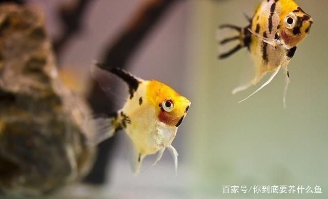 魚缸水質檢測最佳時間:魚缸水質檢測最佳時間通常是在一天中的不同時間段進行 魚缸百科 第4張 魚缸水質檢測最佳時間:魚缸水質檢測最佳時間通常是在一天中的不同時間段進行 魚缸水質檢測最佳時間:魚缸水質檢測最佳時間通常是在一天中的不同時間段進行 魚缸百科 第4張