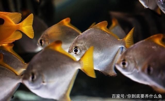 魚缸水質檢測最佳時間:魚缸水質檢測最佳時間通常是在一天中的不同時間段進行 魚缸百科 第5張 魚缸水質檢測最佳時間:魚缸水質檢測最佳時間通常是在一天中的不同時間段進行 魚缸水質檢測最佳時間:魚缸水質檢測最佳時間通常是在一天中的不同時間段進行 魚缸百科 第5張