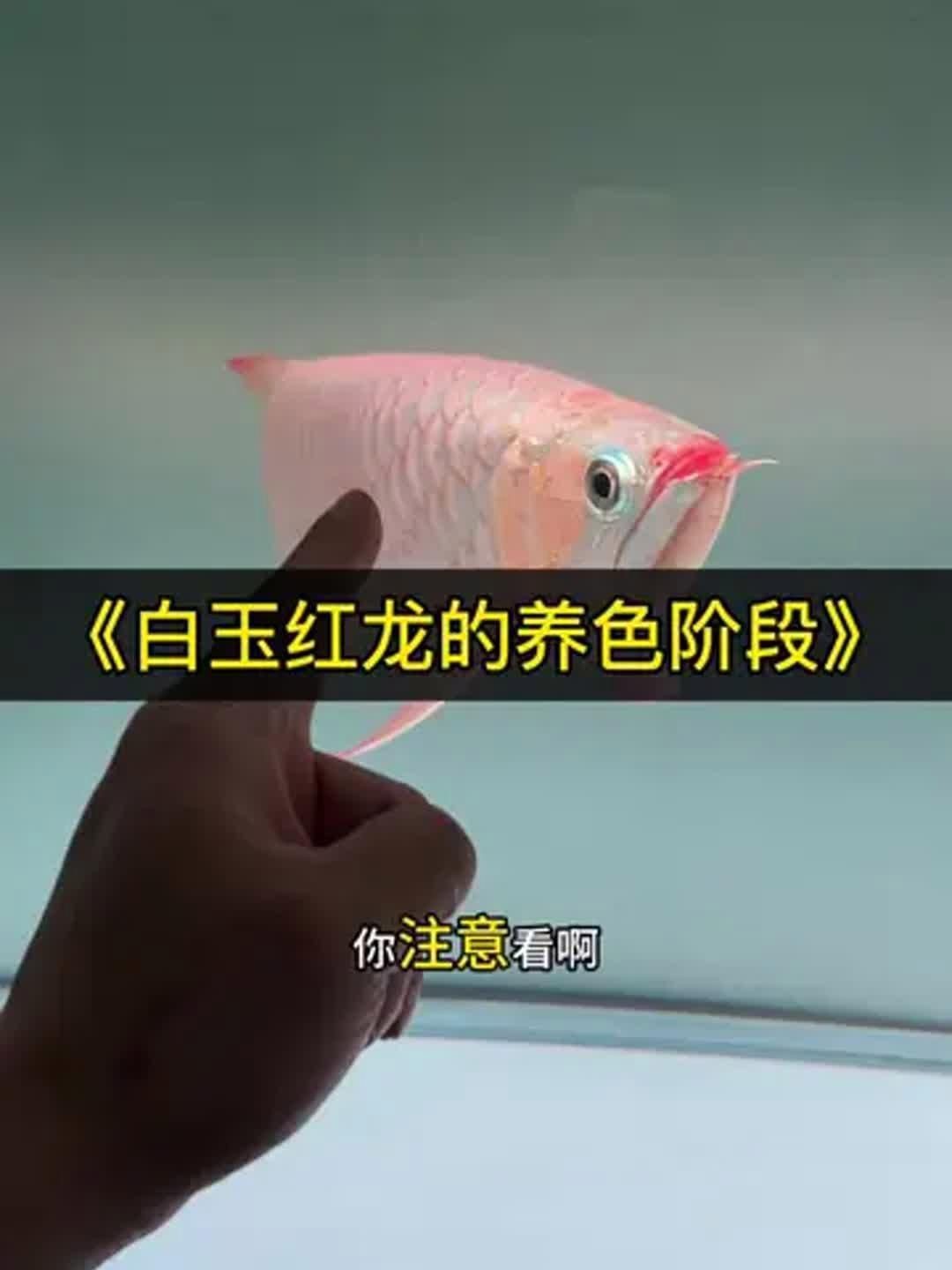 紅龍魚叫白玉是什么檔次