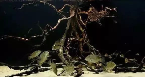南美缸用什么魚缸好 南美缸用什么魚缸好 龍魚論壇 第1張
