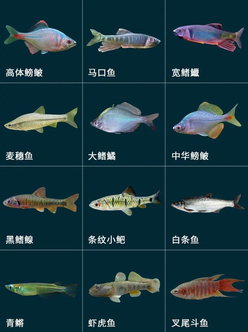 中國觀賞魚2005