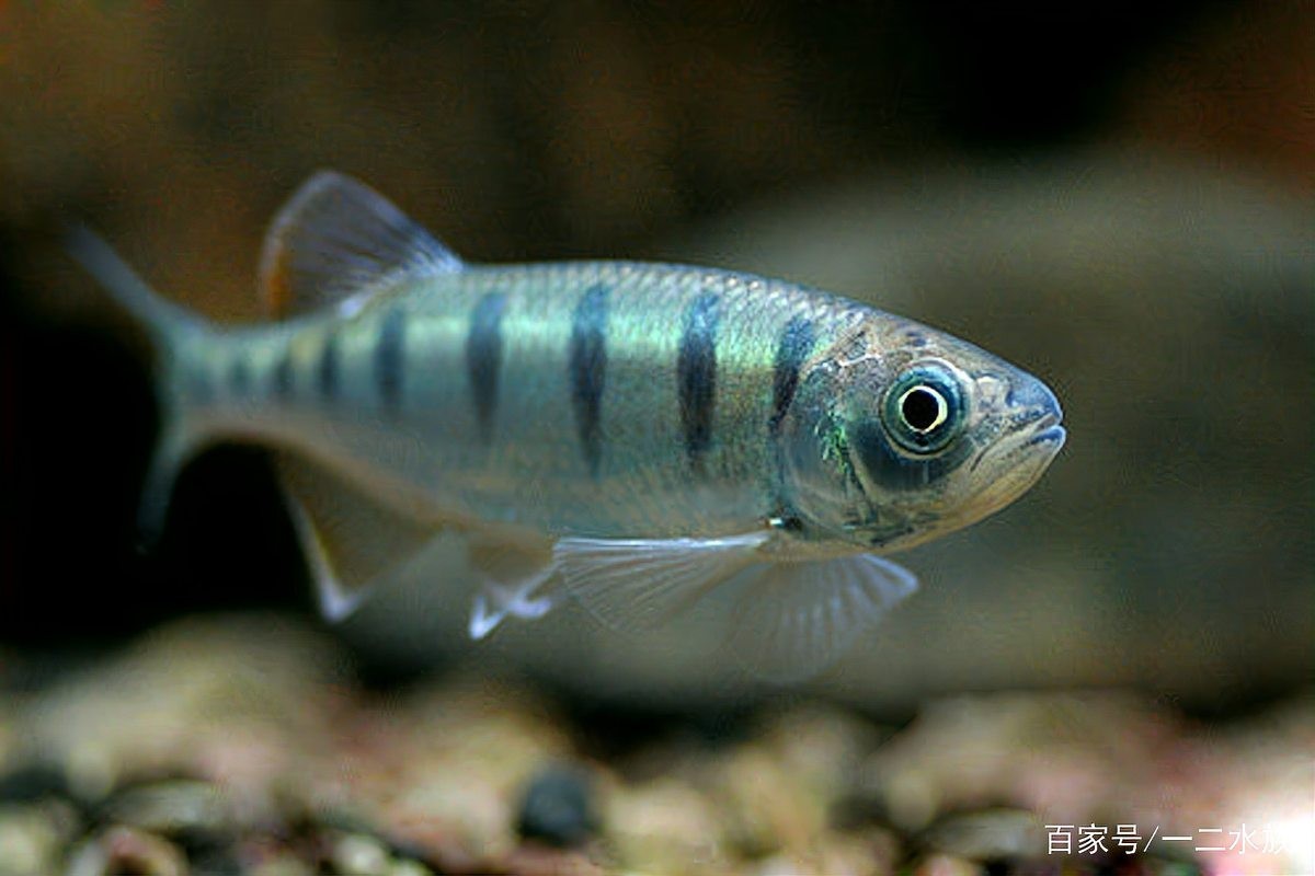 中國觀賞魚2005 2025長城杯龍魚大賽 第7張 中國觀賞魚2005 中國觀賞魚2005 2025長城杯龍魚大賽 第7張