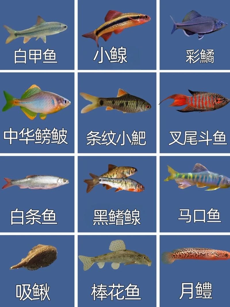 中國觀賞魚2005 2025長城杯龍魚大賽 第6張 中國觀賞魚2005 中國觀賞魚2005 2025長城杯龍魚大賽 第6張