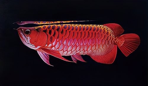 有哪些著名的龍魚錦標(biāo)賽？ 有哪些著名的龍魚錦標(biāo)賽？ 2025長城杯龍魚大賽 第4張