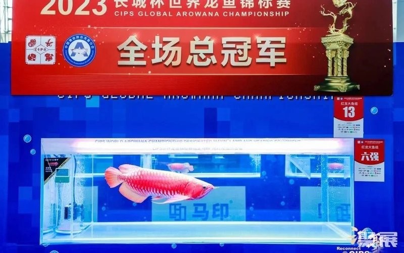 有哪些著名的龍魚錦標(biāo)賽？ 有哪些著名的龍魚錦標(biāo)賽？ 2025長城杯龍魚大賽 第7張