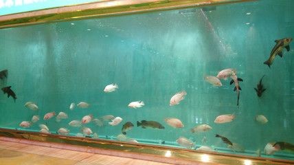 海安市生態魚缸銷售：海安市庭院生態魚缸清潔技巧魚缸清潔技巧