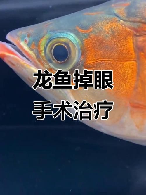 龍魚割雙眼皮圖片 龍魚百科 第6張 龍魚割雙眼皮圖片 龍魚割雙眼皮圖片 龍魚百科 第6張