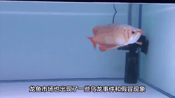龍魚割雙眼皮圖片 龍魚百科 第31張 龍魚割雙眼皮圖片 龍魚割雙眼皮圖片 龍魚百科 第31張