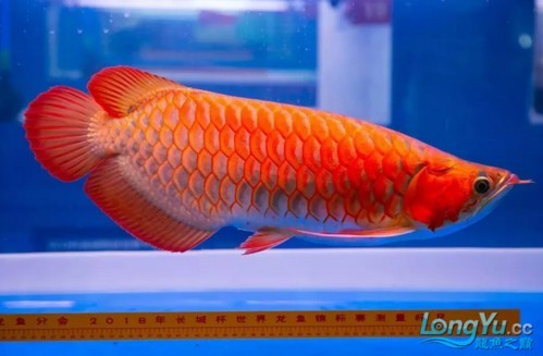 龍魚割雙眼皮圖片 龍魚百科 第39張 龍魚割雙眼皮圖片 龍魚割雙眼皮圖片 龍魚百科 第39張